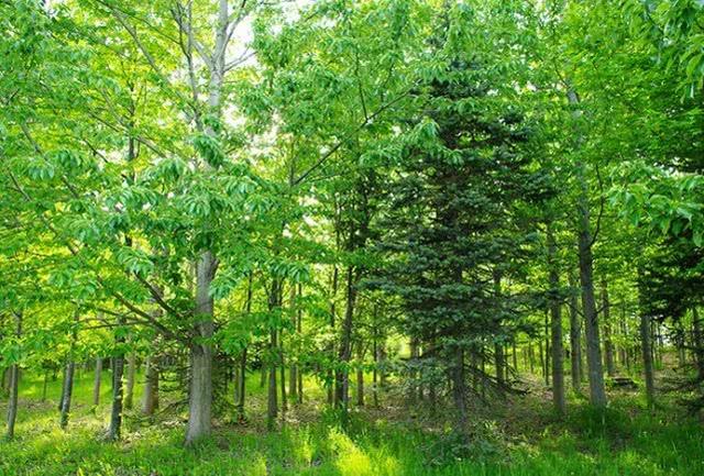 1564976640735604.jpg 4a0a22682e64489eb0ff9778e73991cc.jpg