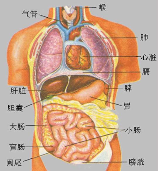 人体五脏六腑图示中医图片