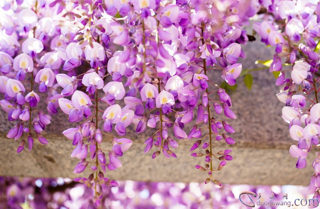 1635063489223312.jpg R-C (10).jpg