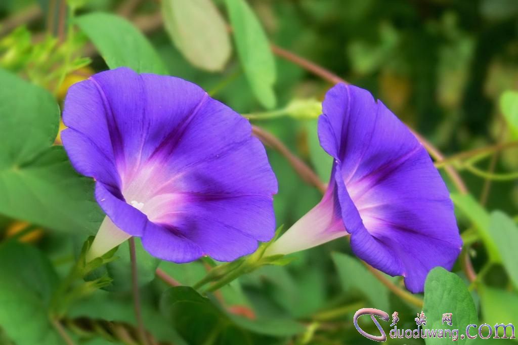 1635745457503907.jpg e1b49c81dabd93fbfaf9ee89f2f84fd9.jpg