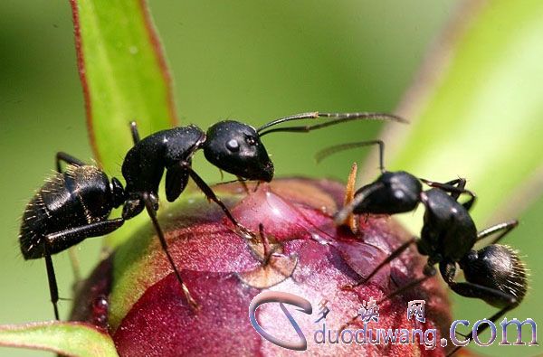 1635923238107058.jpg 1-13060H15621152.jpg