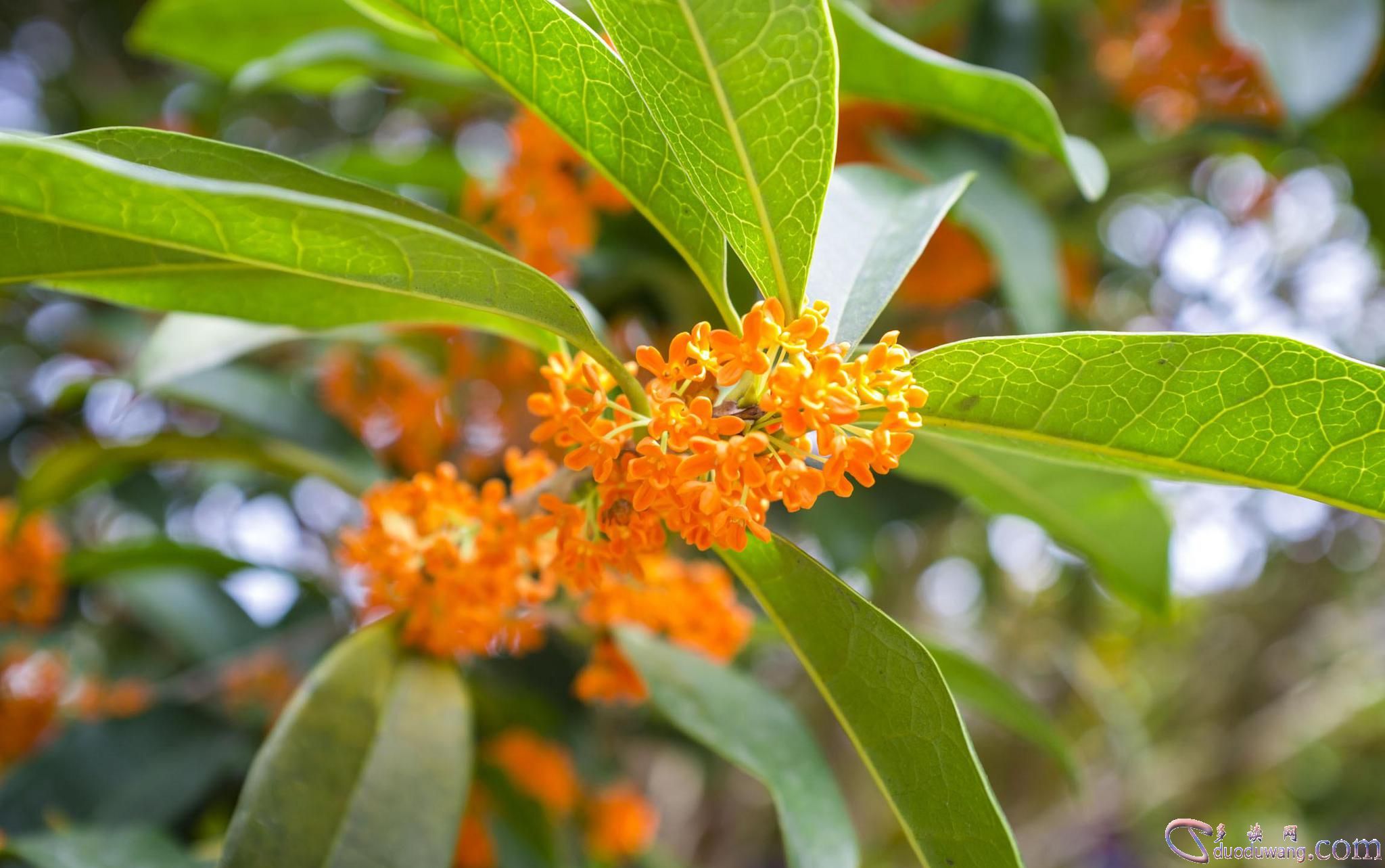 1636687627159239.jpg 2d70-iwxpesx7324561.jpg