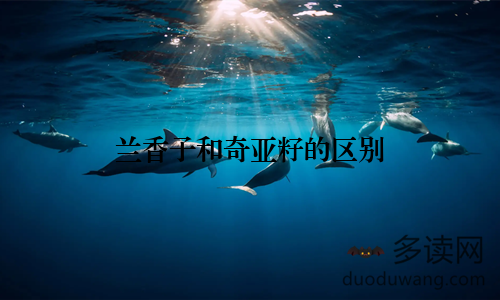兰香子和奇亚籽的区别