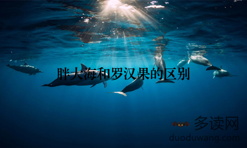 胖大海和罗汉果的区别