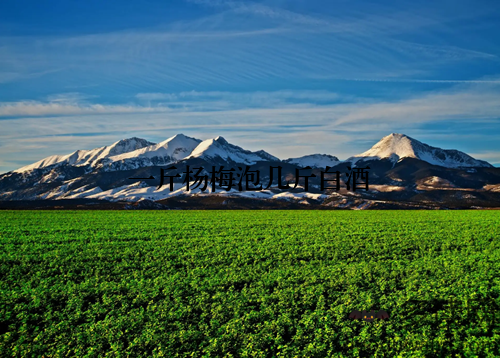 一斤杨梅泡几斤白酒