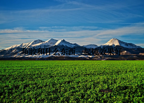 鱼胶和什么东西一起炖效果好