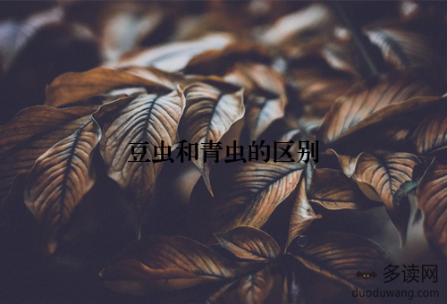 豆虫和青虫的区别