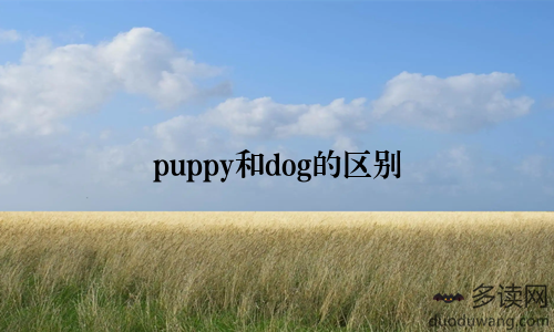 puppy和dog的区别